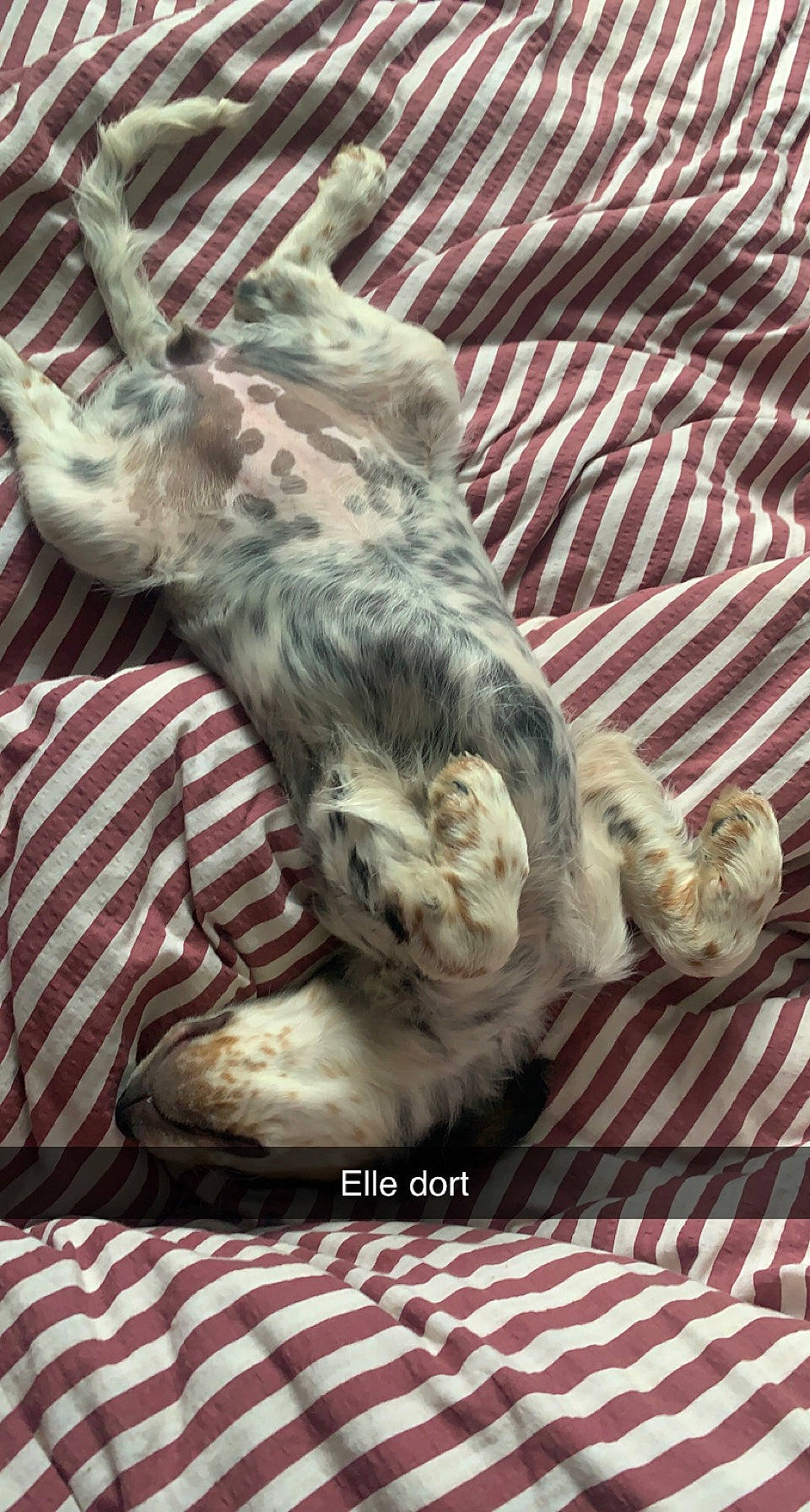 Tina participe au concours pour gagner de l'argent avec cette photo : carnivore, comfort, companion_dog, dog, dog_breed, fawn, felidae, fur, grey, linens, mammal, pattern, paw, small_to_medium_sized_cats, snout, sporting_group, tail, terrestrial_animal, textile, whiskers