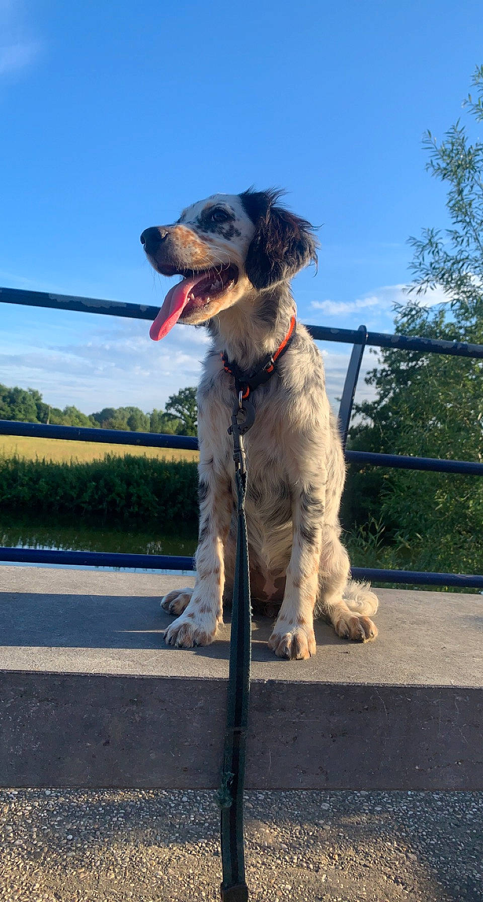 Tina a rejoint le concours — aidez-le/la à gagner de superbes lots ! canidae, carnivore, cloud, collar, companion_dog, dog, dog_breed, dog_collar, dog_sports, leash, plant, recreation, road_surface, sky, snout, sporting_group, tail, tree, water_dog, working_dog