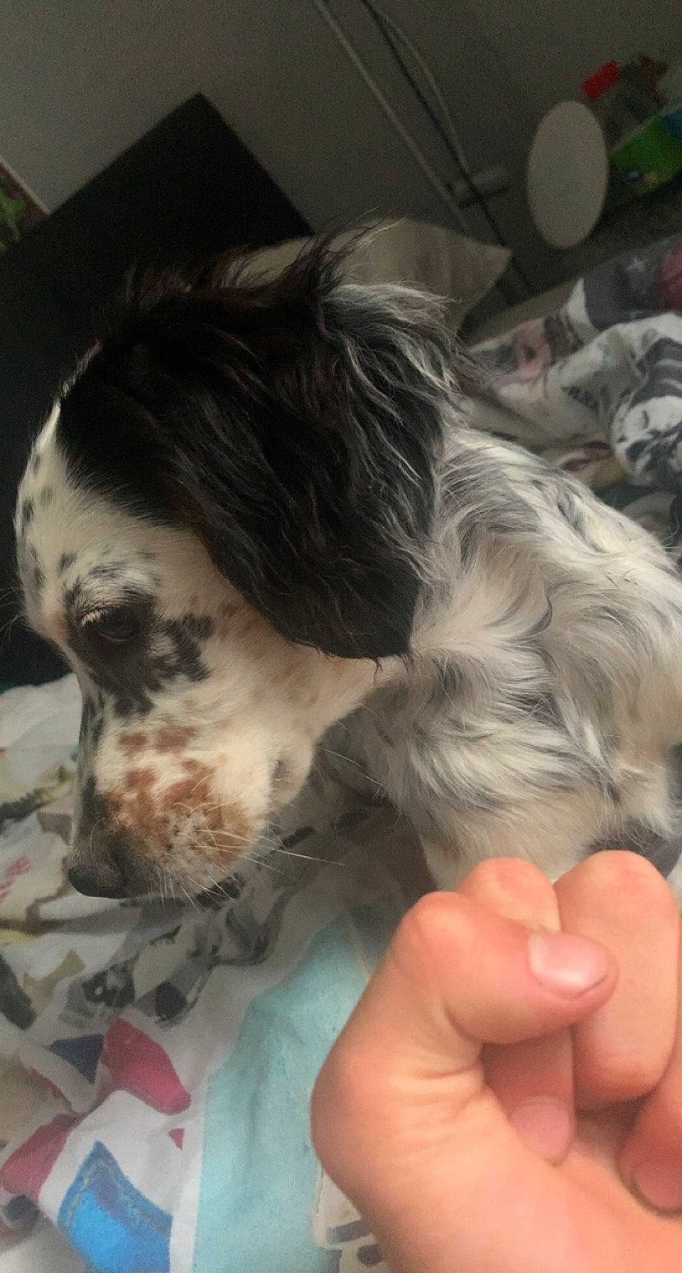 Tina a rejoint le concours — aidez-le/la à gagner de superbes lots ! carnivore, companion_dog, dog, dog_breed, ear, fawn, felidae, finger, fur, gesture, liver, nail, small_to_medium_sized_cats, snout, spaniel, sporting_group, thumb, toy_dog, whiskers, working_animal