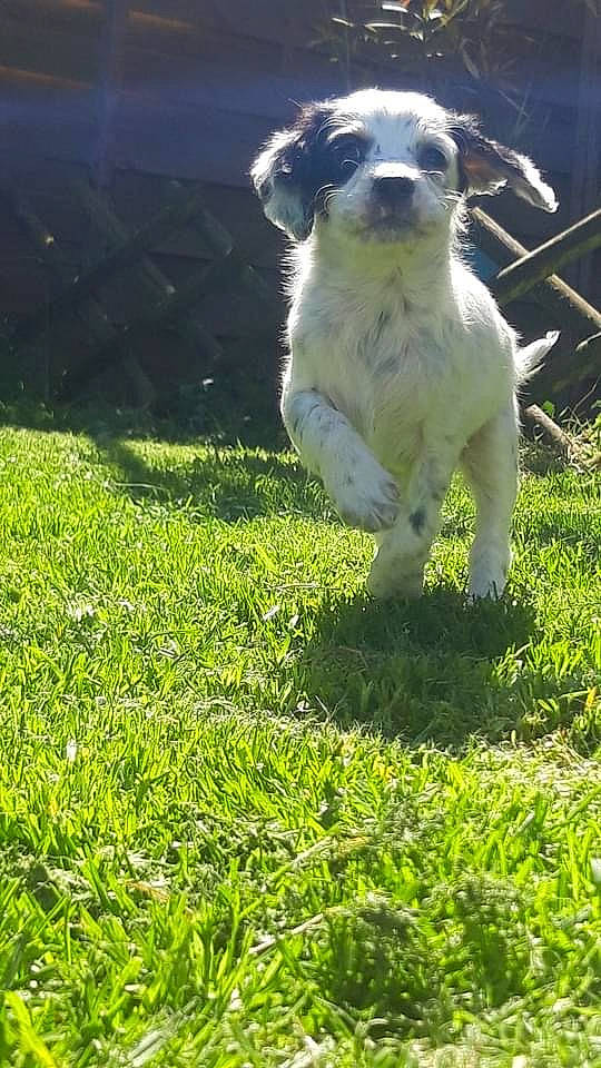 Tina participe au concours pour gagner de l'argent avec cette photo : canidae, carnivore, companion_dog, dog, dog_breed, fawn, grass, grass_family, grassland, groundcover, lawn, meadow, pasture, people_in_nature, plant, snout, sporting_group, tail, whiskers, working_animal
