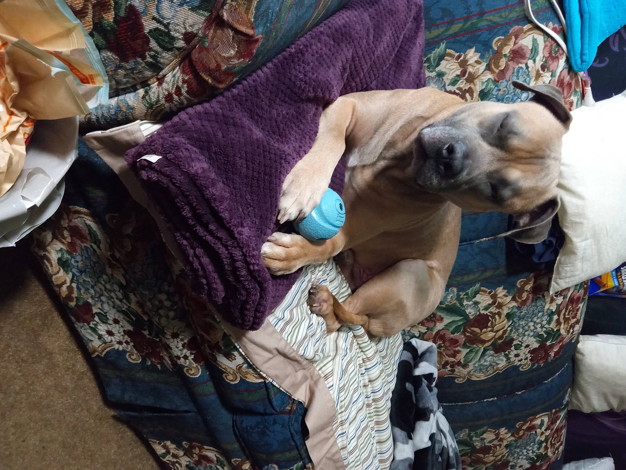 Bodie is registered to the contest to win money with this photo: canidae, carnivore, collar, comfort, companion_dog, dog, dog_breed, dog_collar, fawn, fur, guard_dog, linens, nap, plate, puppy_love, sighthound, sporting_group, tableware, toy_dog, working_animal