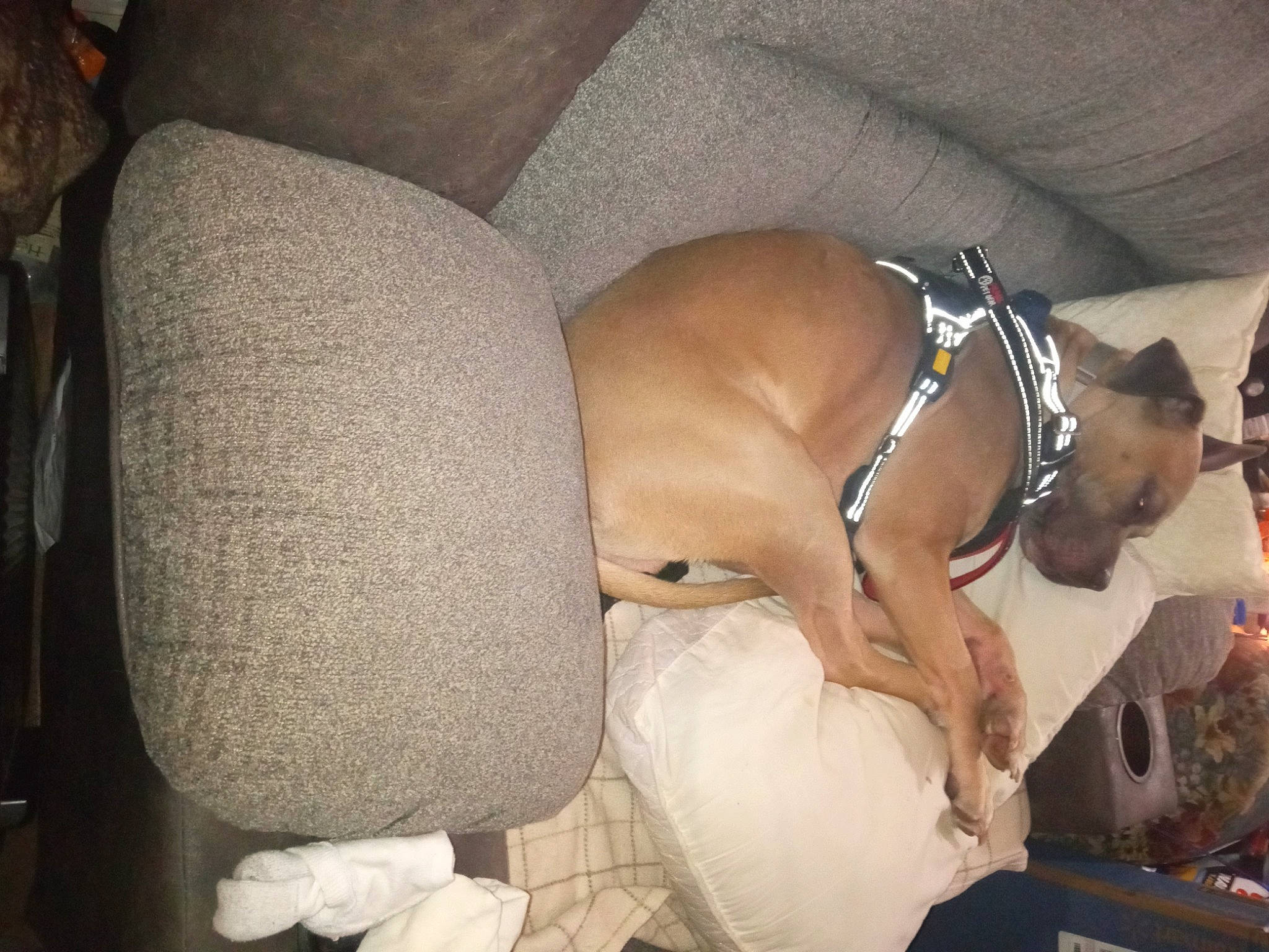 Bodie joined the competition — help win amazing prizes! abdomen, barechested, car_seat, car_seat_cover, chest, comfort, dog, elbow, fawn, head_restraint, human_leg, knee, lap, linens, nap, navel, sunglasses, thigh, trunk, wrist