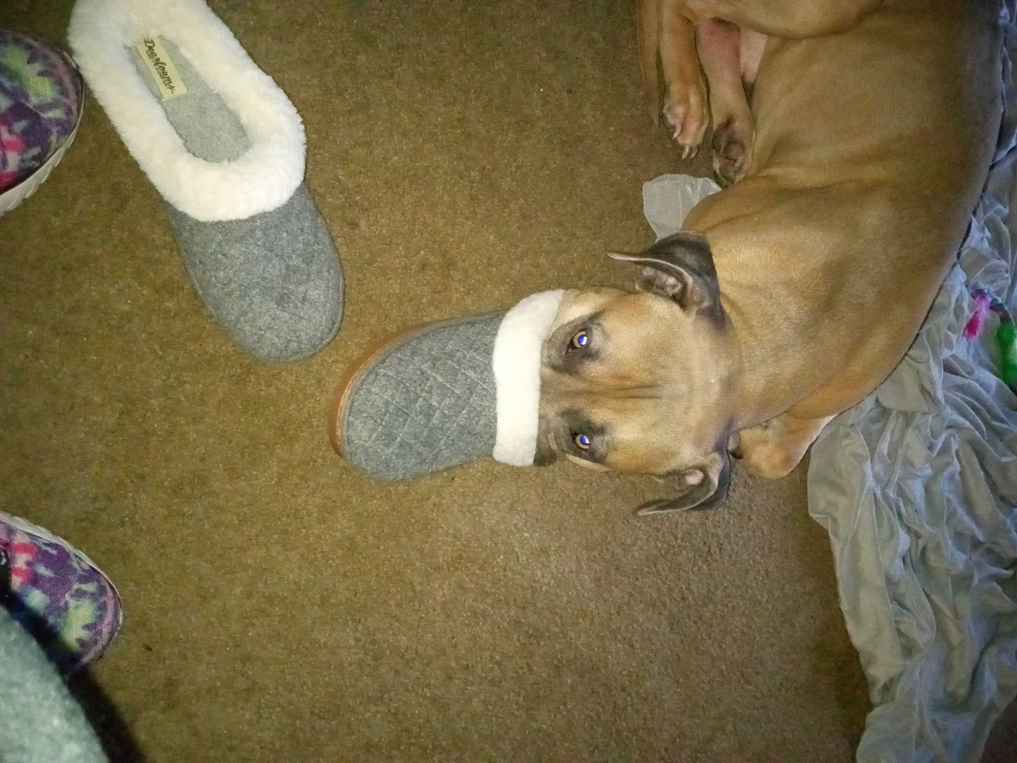 Bodie joined the competition — help win amazing prizes! canidae, carmine, carnivore, comfort, companion_dog, dog, dog_breed, fawn, flooring, foot, human_leg, non_sporting_group, paw, pet_supply, sock, sporting_group, tail, thigh, toy_dog, working_animal