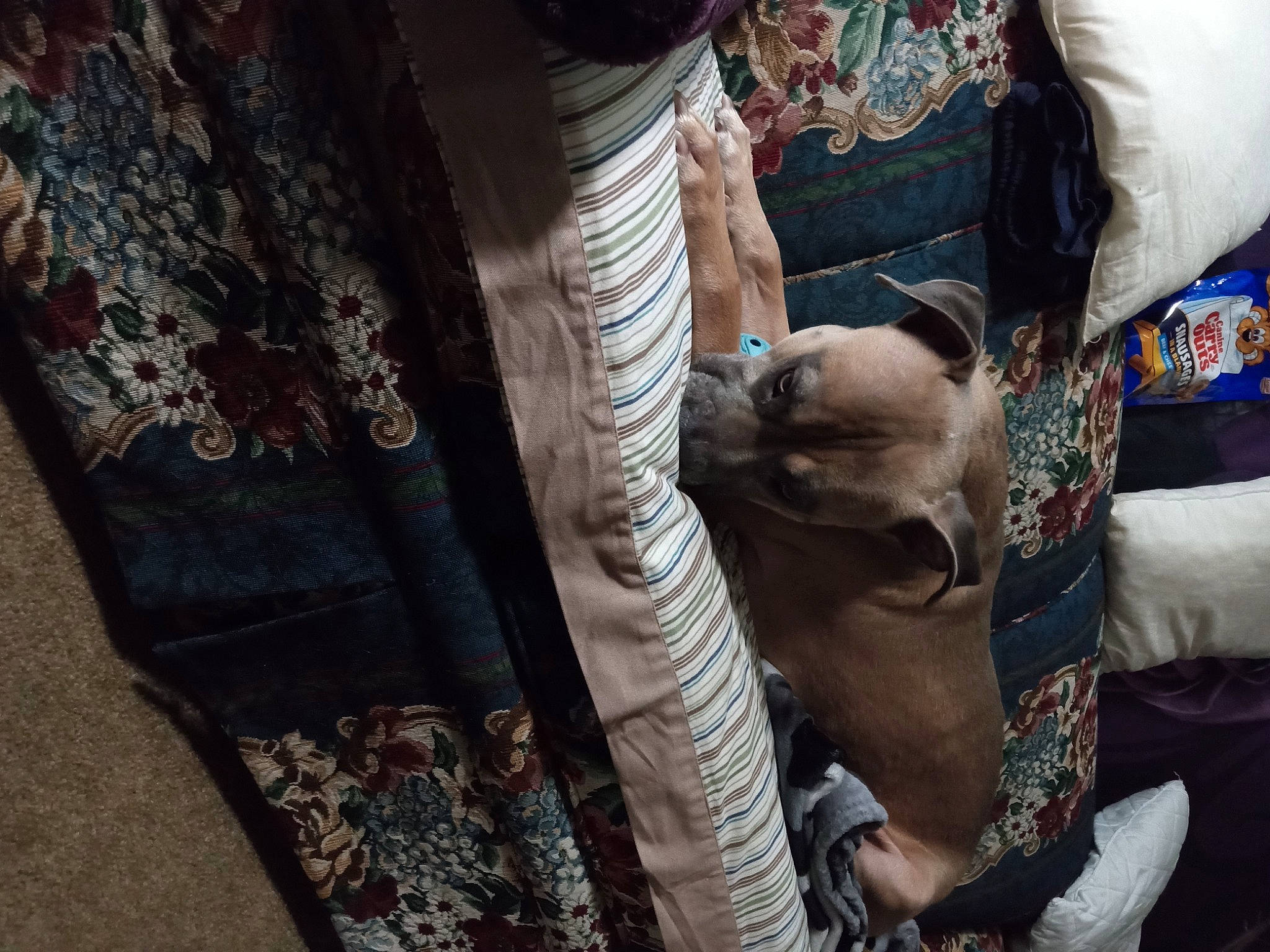 Bodie joined the competition — help win amazing prizes! bag, canidae, carnivore, comfort, companion_dog, dog, dog_breed, fawn, felidae, fur, human_leg, linens, pattern, plaid, room, sleeve, small_to_medium_sized_cats, textile, toy_dog