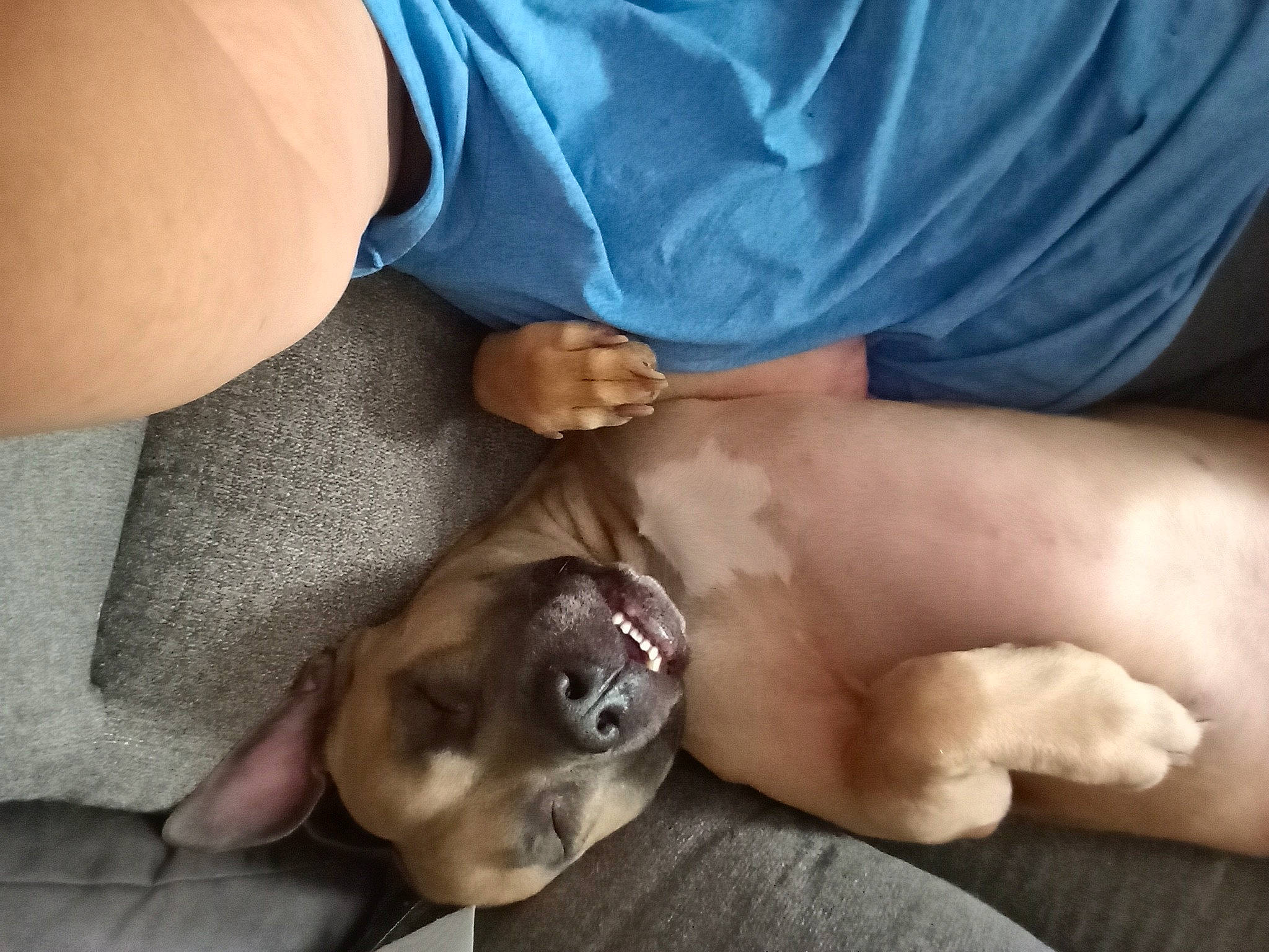 Bodie joined the competition — help win amazing prizes! abdomen, carnivore, chest, comfort, companion_dog, dog, dog_breed, elbow, fawn, finger, gesture, human_leg, jaw, knee, leg, mouth, nail, trunk, wrinkle, wrist