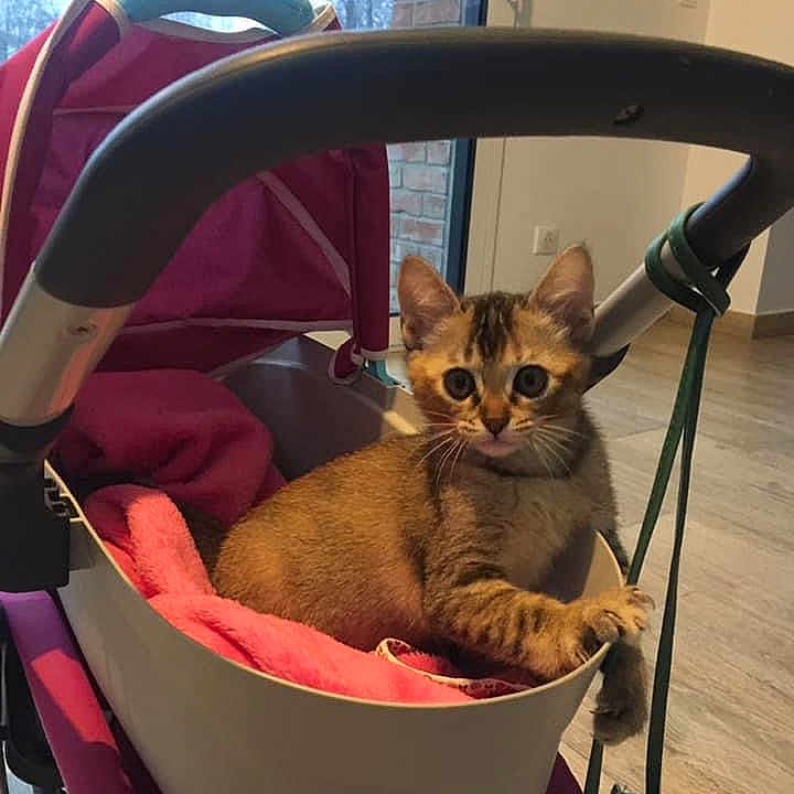 Pépite a rejoint le concours — aidez-le/la à gagner de superbes lots ! abyssinian, animal, basket, bed, canine, carriage, cat, chair, dog, dogbed, furniture, kitten, manx, pet, stroller, transportation, vehicle
