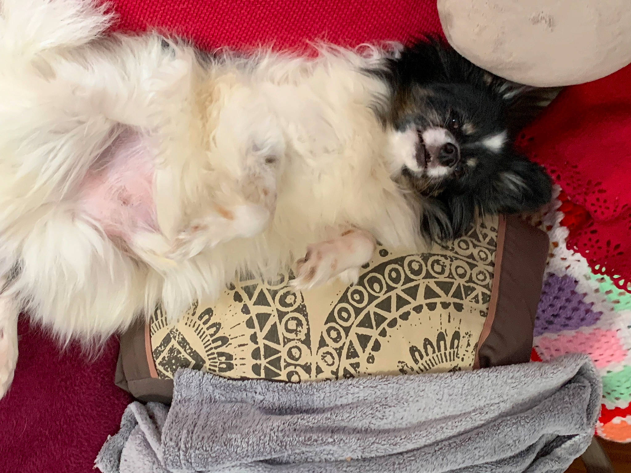 Hioki participe au concours pour gagner de l'argent avec cette photo : canidae, carnivore, cat, comfort, companion_dog, dog_breed, dog_supply, fashion_accessory, fawn, felidae, fur, nap, pattern, paw, pet_supply, small_to_medium_sized_cats, sporting_group, tail, toy_dog, whiskers