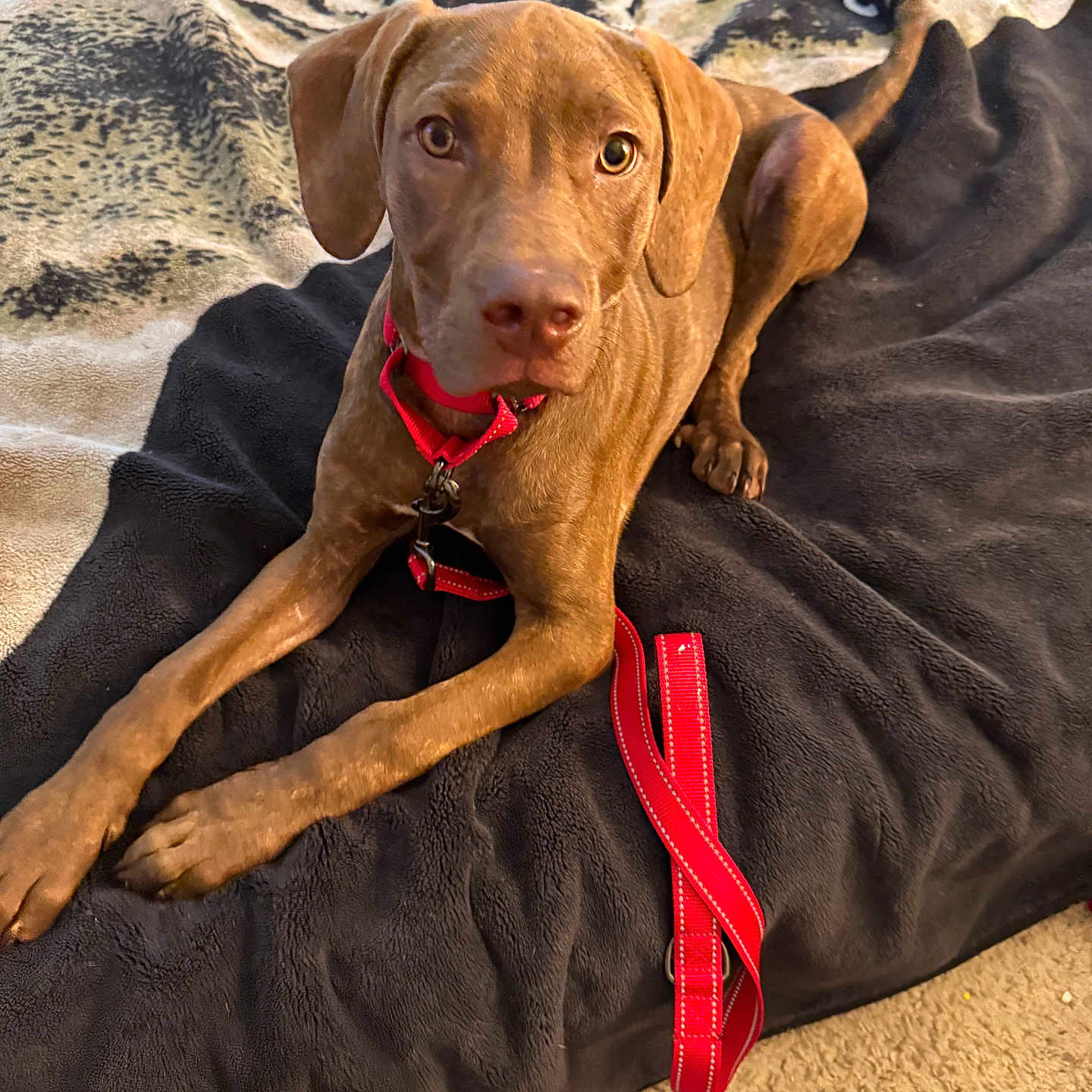 Blaze is registered to the contest to win money with this photo: animal, blanket, brown_dog, canine, carpet, collar, dog, ears, eyes, fur, indoor, laying_down, leash, leash_on_floor, looking, paw, pet, red_collar, resting, snout