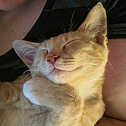 Marty is registered to the contest to win money with this photo: cat, kitten, sleeping, orange_tabby, fur, whiskers, paw, cute, pet, animal, nap, cozy, content, closeup, human_arm, black_shirt, relaxing, indoor, snuggle, peaceful