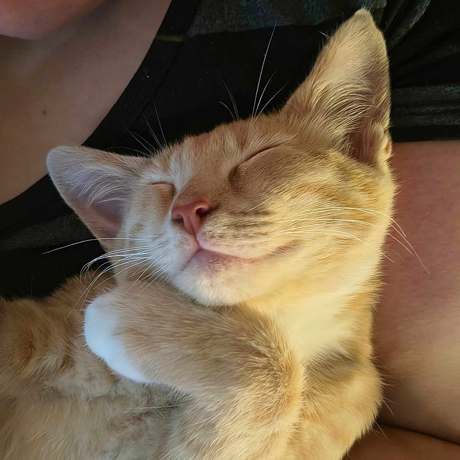 Marty is registered to the contest to win money with this photo: cat, kitten, sleeping, orange_tabby, fur, whiskers, paw, cute, pet, animal, nap, cozy, content, closeup, human_arm, black_shirt, relaxing, indoor, snuggle, peaceful