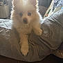 Bandit is registered to the contest to win money with this photo: puppy, dog, fluffy, white, pet, cute, indoor, couch, gray_clothing, relaxed, young_dog, furry, domestic_animal, companion, animal_portrait, soft_light, cozy, looking_at_camera, sitting, home