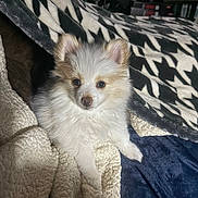 Bandit joined the competition — help win amazing prizes! puppy, dog, blanket, fur, cute, pet, indoor, cozy, texture, soft, comfort, animal, small, white, brown, ears, face, resting, lying, home