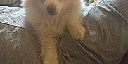 Bandit joined the competition — help win amazing prizes! dog, puppy, white_fur, fluffy, pet, indoors, gray_fabric, ears, cute, animal, small_dog, face, looking, soft_light, cozy, home, couch, resting, domestic_animal, fur