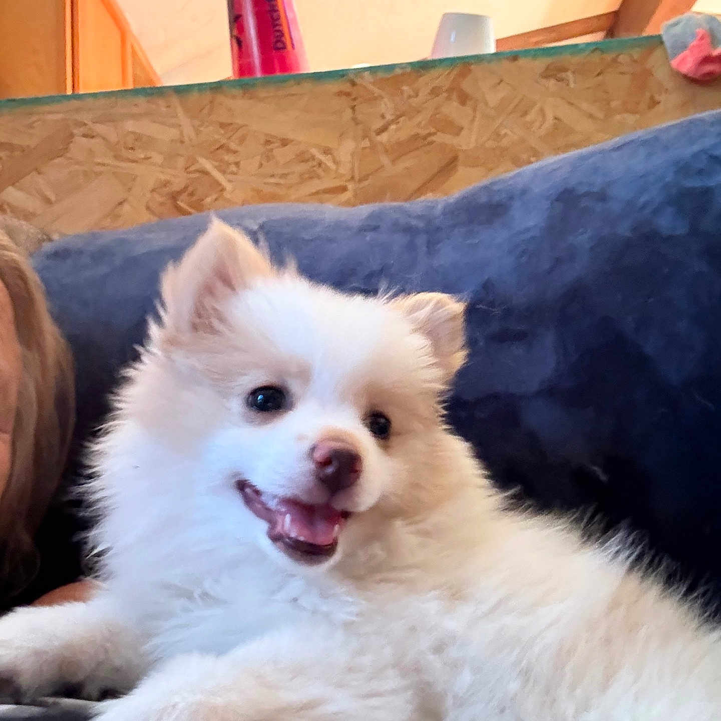 Bandit joined the competition — help win amazing prizes! animal, canine, closeup, comfort, couch, cozy, cute, dog, domestic, face, fluffy, furry, happy, indoor, pet, puppy, relaxed, smiling, white, young