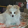 Bandit is registered to the contest to win money with this photo: dog, fluffy, white, tan_ears, blanket, indoor, pet, animal, laying_down, cute, cozy, fur, calm, face, ears, bedroom, resting, domestic_animal, companion, canine