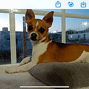 Stella joined the competition — help win amazing prizes! dog, small_dog, brown_and_white, pet, indoor, window, cushion, resting, looking_at_camera, soft_texture, cozy, evening, domestic_animal, companion, cute, animal, fur, ears, face, portrait
