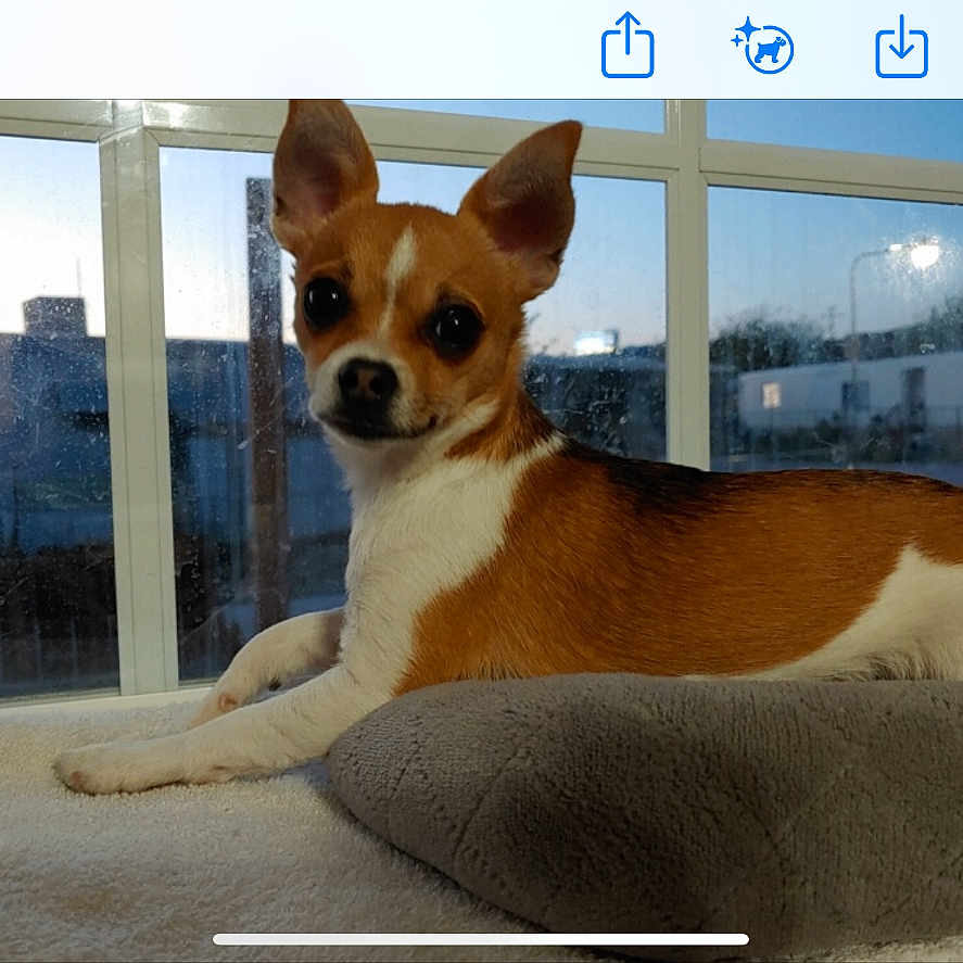 Stella joined the competition — help win amazing prizes! animal, brown_and_white, companion, cozy, cushion, cute, dog, domestic_animal, ears, evening, face, fur, indoor, looking_at_camera, pet, portrait, resting, small_dog, soft_texture, window