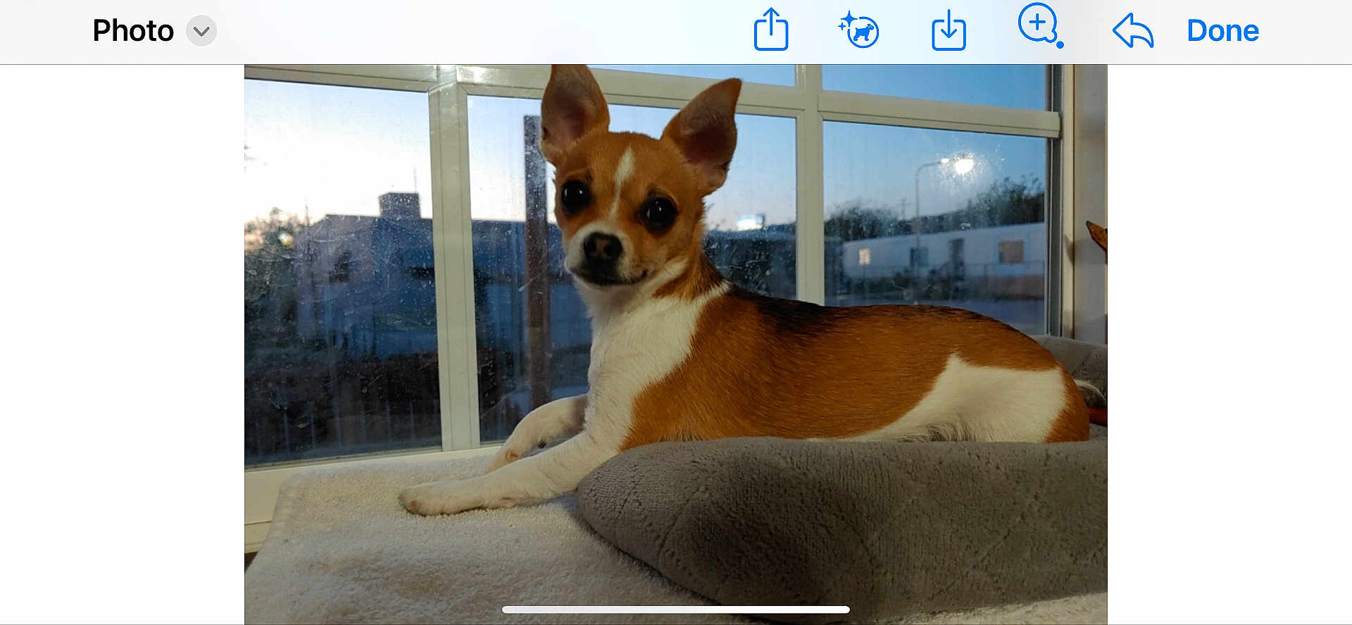 Stella