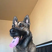 Bear Bear is registered to the contest to win money with this photo: dog, german_shepherd, tongue_out, indoor, pet, animal, canine, ears_up, brown_eyes, fur, close_up, portrait, happy, panting, domestic_animal, muzzle, snout, looking_away, wall, furniture