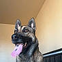 animal, brown_eyes, canine, close_up, dog, domestic_animal, ears_up, fur, furniture, german_shepherd, happy, indoor, looking_away, muzzle, panting, pet, portrait, snout, tongue_out, wall