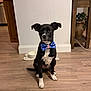 dog, pet, bow_tie, black_dog, white_markings, sitting, hardwood_floor, indoor, wall, food_bowl, water_bowl, plant, side_table, portrait, attentive, ears_up, paws, home_decor, floorboard, companion