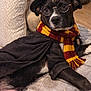 Shadow joined the competition — help win amazing prizes! dog, pet, costume, wizard_hat, glasses, gryffindor_scarf, cloak, black_and_white_fur, portrait, indoor, couch, blanket, paws, eyes, nose, cozy, cute, themed_costume, playful, animal_portrait