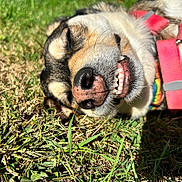 Rosie Ann joined the competition — help win amazing prizes! dog, grass, smile, close_up, outdoor, pet, harness, collar, sunlight, animal, canine, relaxing, happy, teeth, face, nose, fur, tongue, nature, daylight