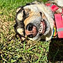 dog, grass, smile, close_up, outdoor, pet, harness, collar, sunlight, animal, canine, relaxing, happy, teeth, face, nose, fur, tongue, nature, daylight