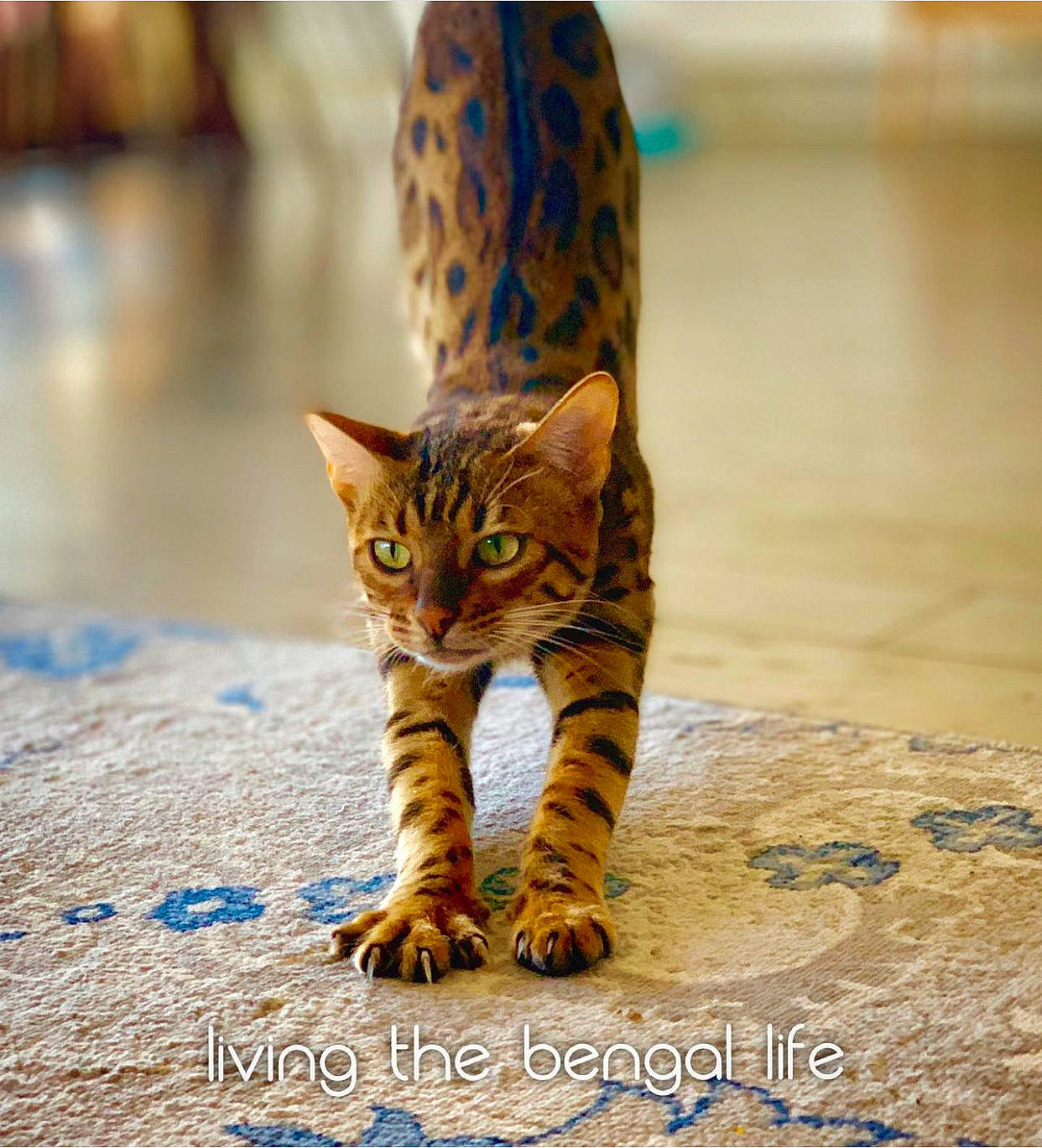 Penny joined the competition — help win amazing prizes! carnivore, cat, claw, domestic_short_haired_cat, fawn, felidae, flooring, foot, fur, human_leg, pattern, paw, small_to_medium_sized_cats, snout, tail, terrestrial_animal, vase, whiskers, wildlife, wood