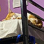 The Guy That Stands joined the competition — help win amazing prizes! cat, sleeping, bed, purple_wall, metal_bed_frame, orange_cat, white_cat, indoor, cozy, resting, pet, feline, fur, animal, domestic, quiet, relaxing, home, soft_lighting, peaceful