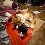 cat, orange_cat, black_and_white_cat, floor, wooden_floor, paper, indoor, pets, sleeping, snuggling, cozy, clutter, household_items, relaxed, feline, domestic_animal, pair, resting, animal, companion