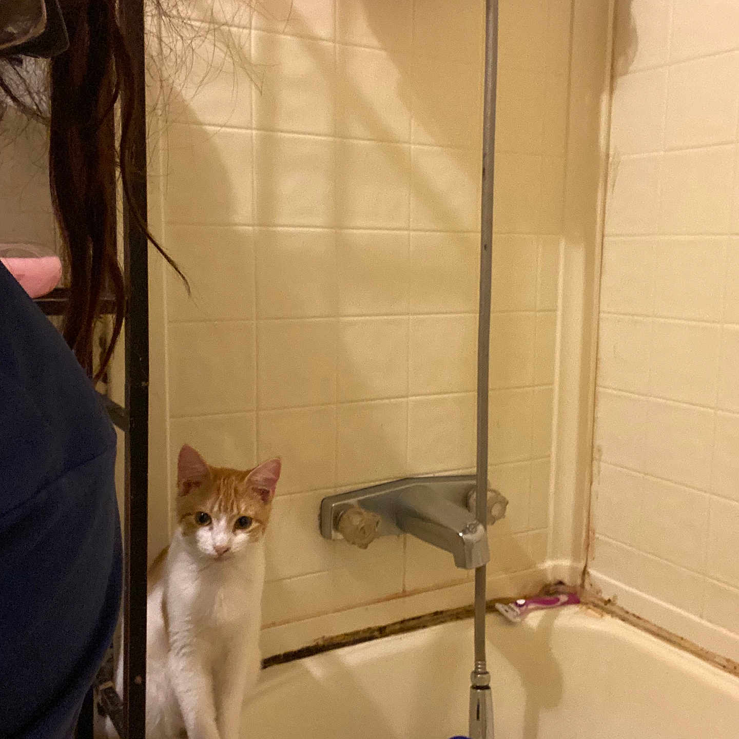 The Guy That Stands joined the competition — help win amazing prizes! bathroom, bathtub, bottle, cat, cleaning_product, curious, edge, faucet, household, hygiene_product, indoor, orange_and_white_cat, personal_care, pet, plastic, shower, shower_puff, sitting, tile_wall, wall