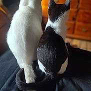 Drisco is registered to the contest to win money with this photo: cat, cats, white_cat, black_and_white_cat, tail, tails, feline, pet, domestic_animal, fur, sitting, back_view, wooden_furniture, dresser, indoor, animal_pair, companionship, playful, black_surface, warm_lighting