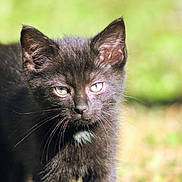 Chewy is registered to the contest to win money with this photo: black_kitten, cat, animal, pet, outdoor, sunlight, fur, whiskers, ears, eyes, young, curious, nature, green_background, closeup, portrait, small, feline, mammal, daylight