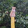 alert, animal, background_blur, branch, cat, cute, feline, forest, fur, ginger_cat, greenery, leaves, nature, outdoor, pet, sitting, tree, wildlife, wooden_post, yellow_post