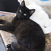 Jinx is registered to the contest to win money with this photo: animal, black_cat, cat, closeup, companionship, cozy, curious, cute, domestic_animal, feline, fur, indoor, pets, relaxing, resting, tail, two_animals, whiskers, white_cat, wooden_surface