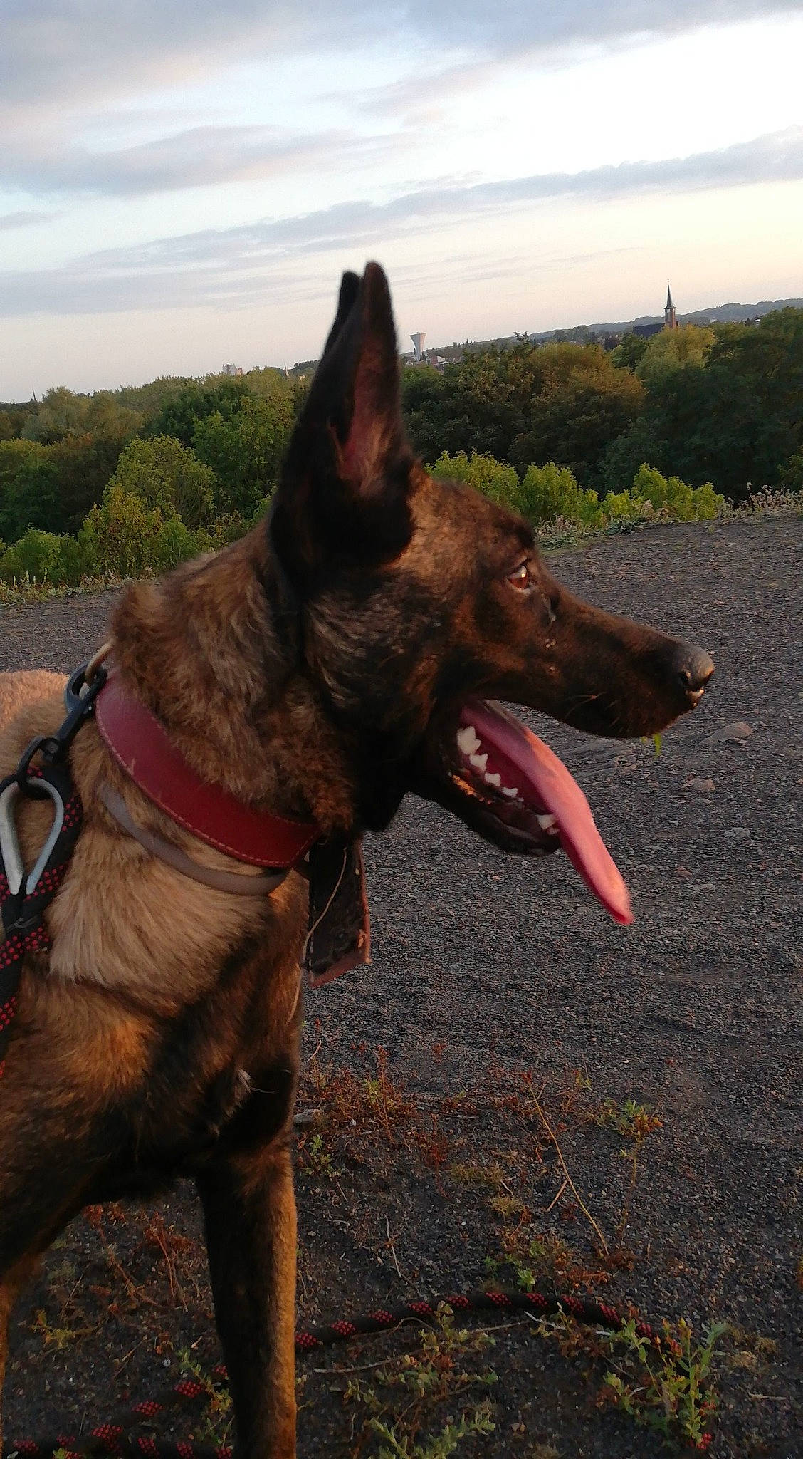 Piper a rejoint le concours — aidez-le/la à gagner de superbes lots ! adventure, canidae, carnivore, cloud, collar, dog, dog_breed, dog_collar, east_european_shepherd, fawn, german_shepherd_dog, herding_dog, liver, old_german_shepherd_dog, plant, sky, snout, sporting_group, tree, working_animal