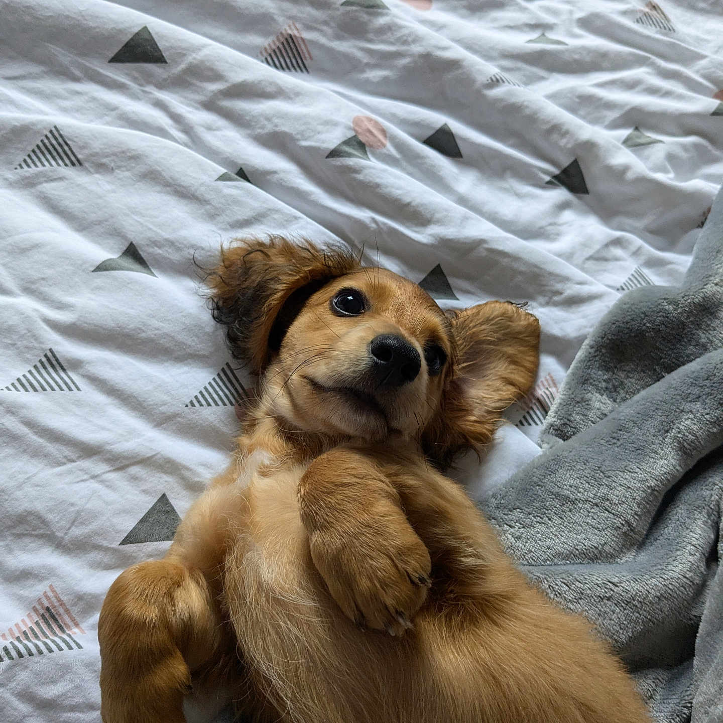 Uno a rejoint le concours — aidez-le/la à gagner de superbes lots ! animal, bed, bedroom, blanket, canine, cockerspaniel, dog, furniture, goldenretriever, homedecor, hound, indoors, linen, person, pet, puppy, quilt, room, sleeping, terrier