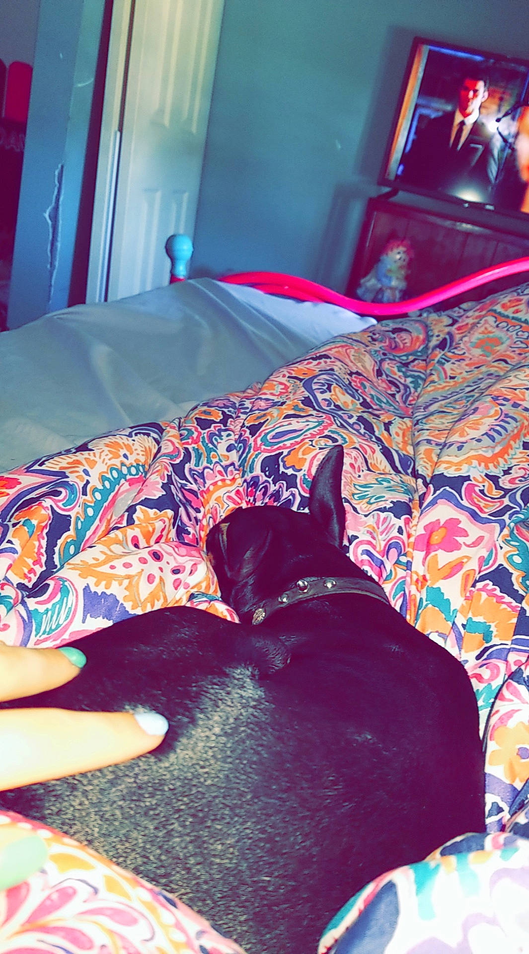 Abby joined the competition — help win amazing prizes! canidae, carnivore, comfort, companion_dog, dog, dog_breed, non_sporting_group, pet_supply, snout, working_animal, working_dog