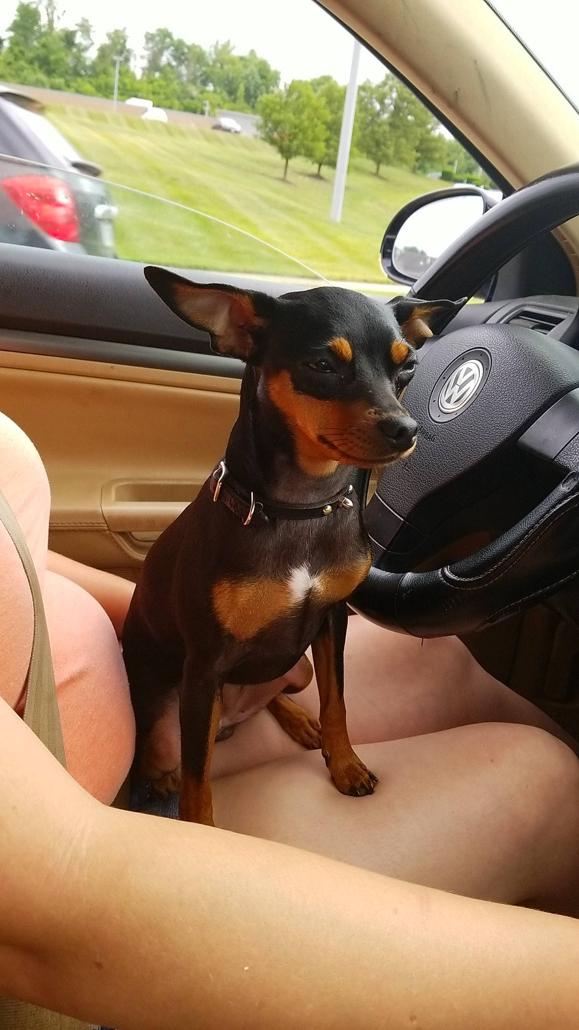 Abby is registered to the contest to win money with this photo: automotive_mirror, black_and_tan_terrier, brown, canidae, car_seat, carnivore, collar, companion_dog, dog, dog_breed, fawn, german_pinscher, paw, pinscher, snout, tan, toy_dog, vehicle_door, windshield, working_animal
