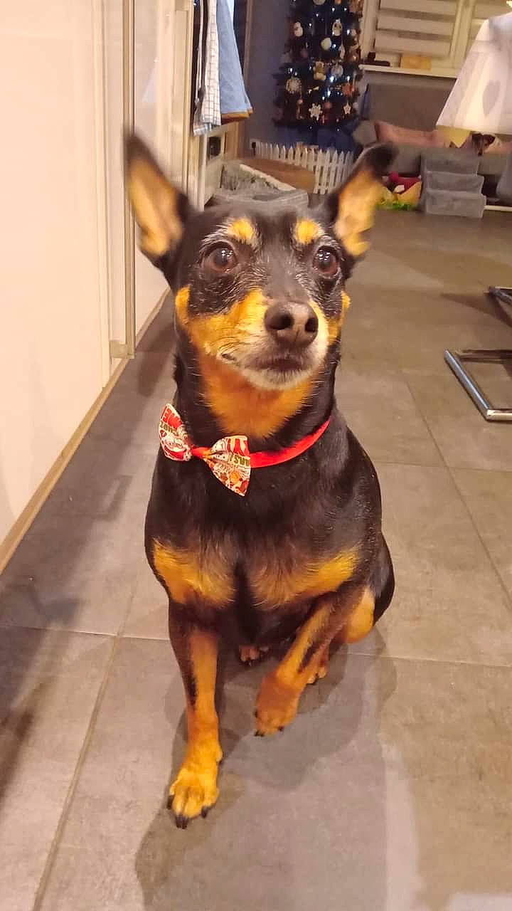 Louky participe au concours pour gagner de l'argent avec cette photo : canidae, carnivore, collar, companion_dog, dog, dog_breed, dog_collar, dog_supply, ear, fawn, flooring, fur, pet_supply, pinscher, russkiy_toy, snout, sporting_group, toy_dog, whiskers, working_animal