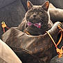 cat, gray_cat, handbag, louis_vuitton, bow_tie, purple_bow_tie, couch, indoor, pet, feline, luxury, accessory, fur, whiskers, relaxed, seated, face, eyes, leather, fashion