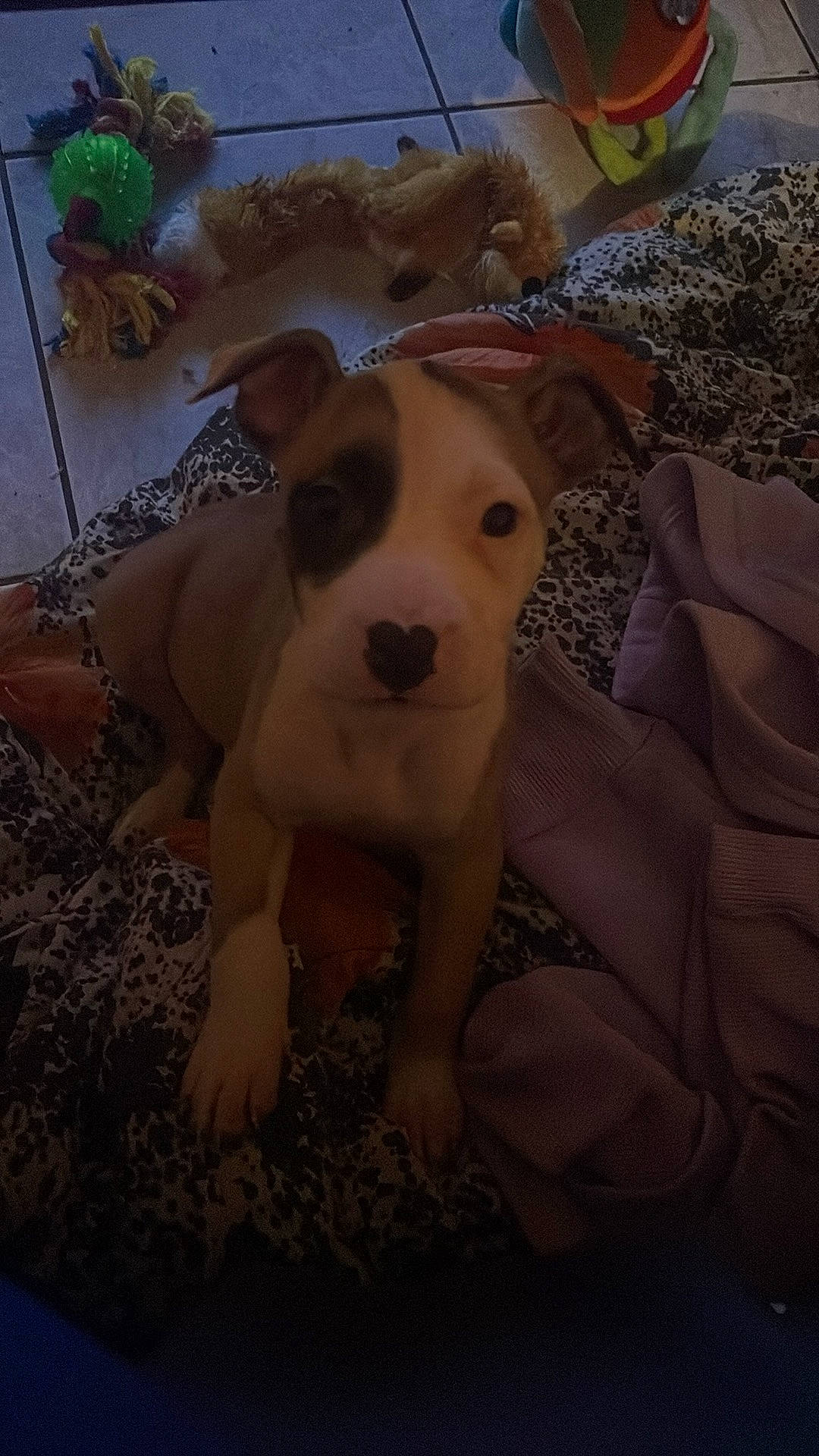 Ulka a rejoint le concours — aidez-le/la à gagner de superbes lots ! carnivore, comfort, companion_dog, couch, dog, dog_breed, dog_supply, fawn, flooring, fur, paw, retriever, snout, sporting_group, tail, toy, tree, whiskers, wood, working_animal