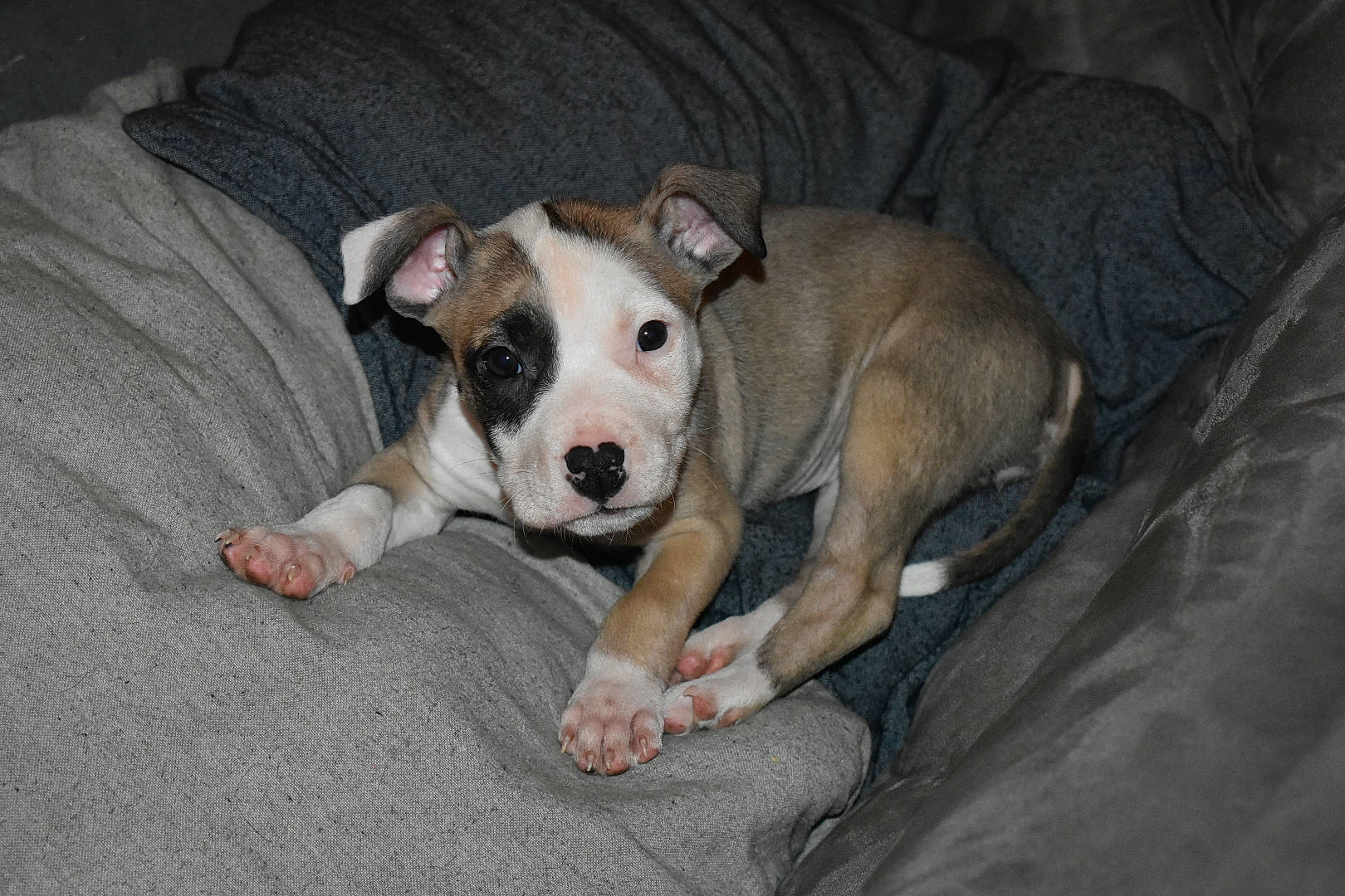 Ulka participe au concours pour gagner de l'argent avec cette photo : canidae, carnivore, comfort, companion_dog, dog, dog_breed, fawn, grey, non_sporting_group, snout, sporting_group, terrestrial_animal, whiskers