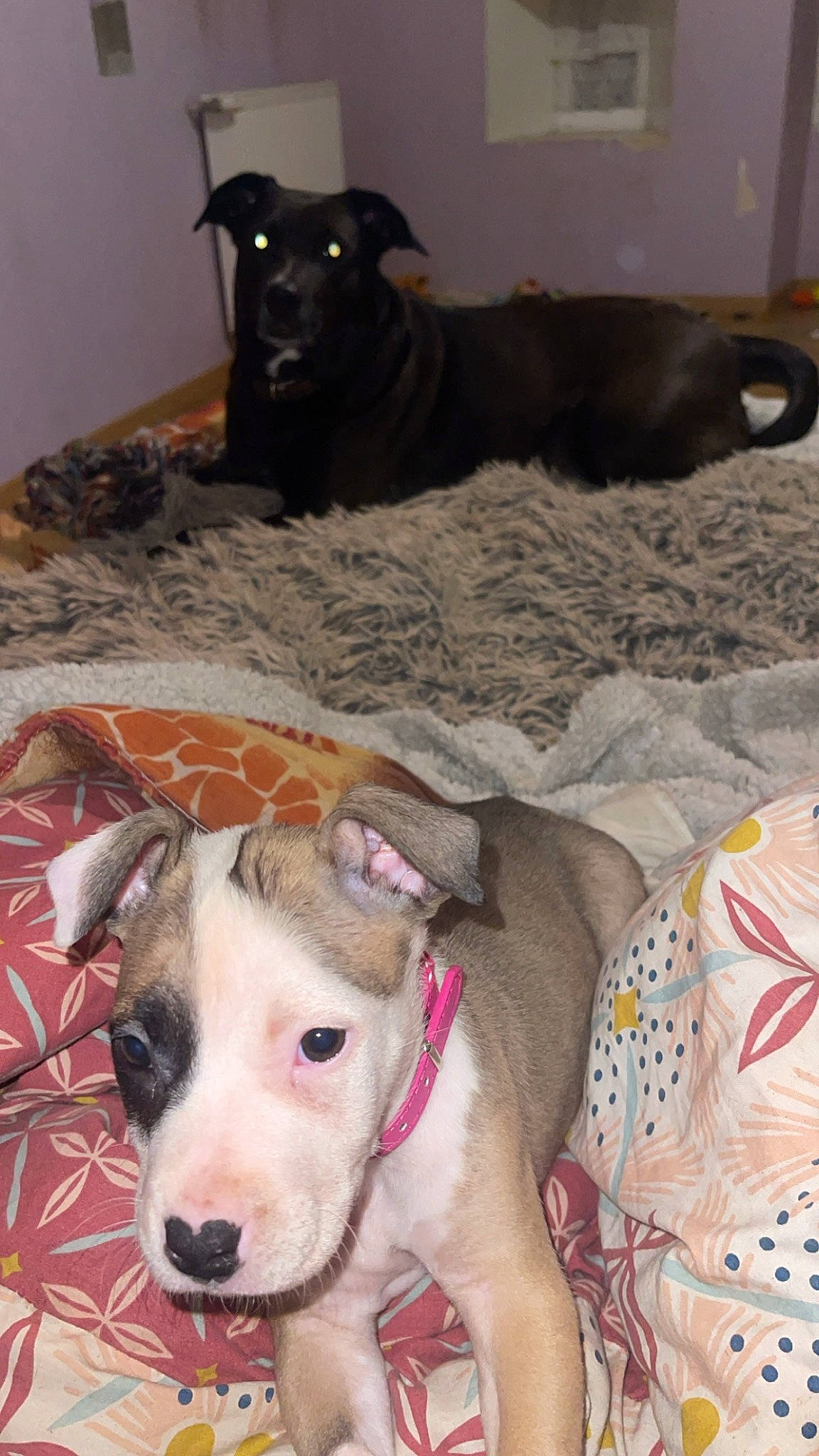 Ulka participe au concours pour gagner de l'argent avec cette photo : canidae, carnivore, collar, comfort, companion_dog, dog, dog_breed, dog_collar, dog_supply, fawn, linens, mammal, non_sporting_group, paw, pet_supply, snout, sporting_group, vertebrate, whiskers, working_animal