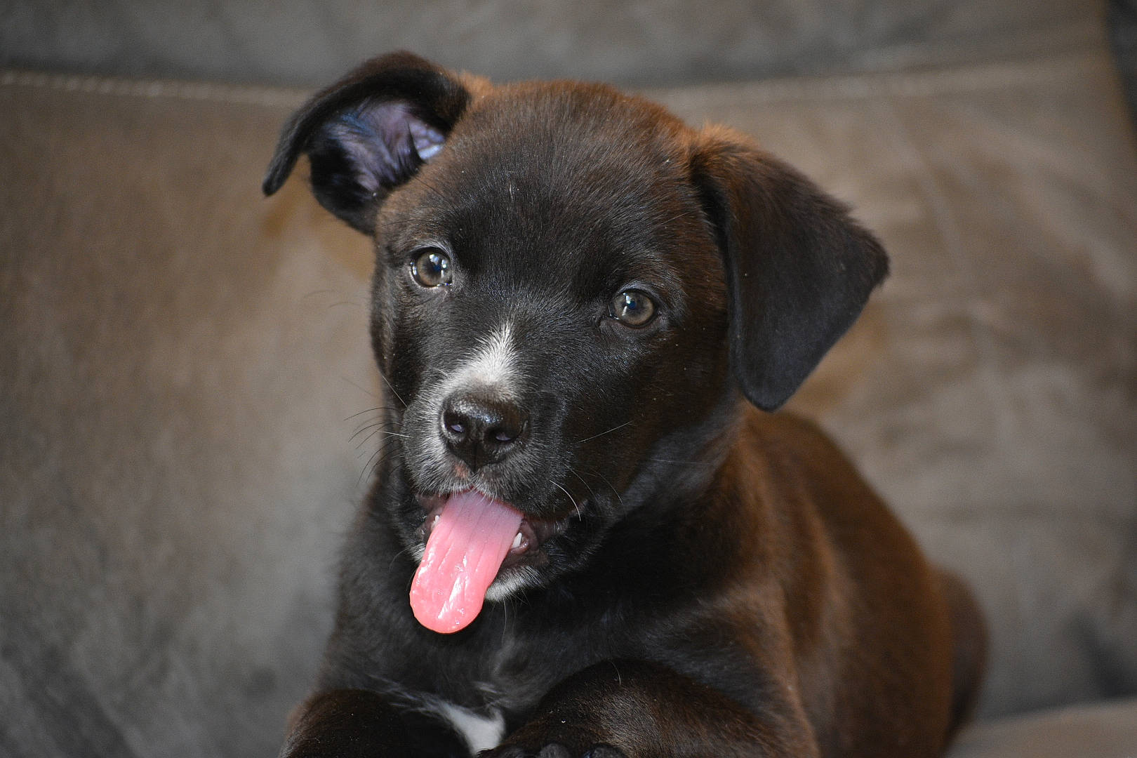 Rubis a rejoint le concours — aidez-le/la à gagner de superbes lots ! beagador, borador, canidae, carnivore, dog, dog_breed, ear, labrador_retriever, mammal, nose, patterdale_terrier, potcake_dog, puppy, rare_breed_dog, retriever, snout, sporting_group, vertebrate, whiskers