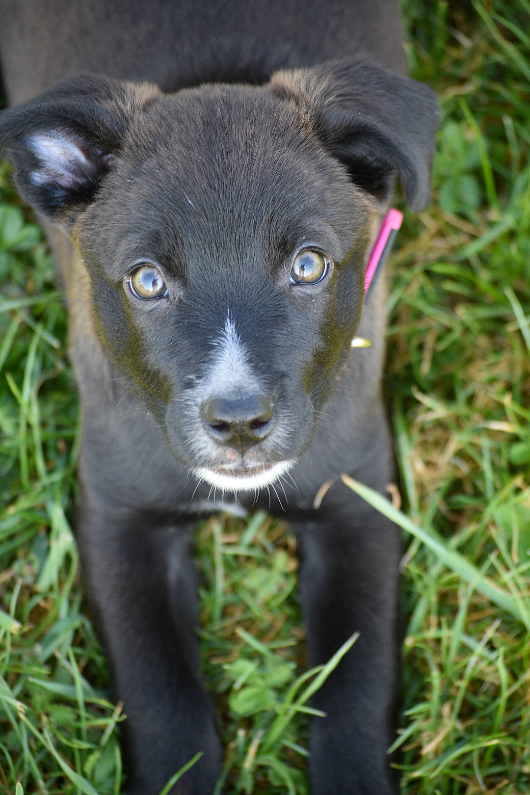 Rubis a rejoint le concours — aidez-le/la à gagner de superbes lots ! blue_lacy, borador, canidae, carnivore, dog, dog_breed, eye, flower, gladiolus, grass, labrador_retriever, mammal, nose, patterdale_terrier, plant, puppy, snout, sporting_group, terrestrial_animal, whiskers