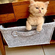 Vanille a rejoint le concours — aidez-le/la à gagner de superbes lots ! kitten, cat, feline, pet, cute, fluffy, gray_fabric, drawer, wooden_table, indoors, curious, paws, cozy, small, animal, young, floor, home, domestic_animal, furniture