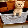 kitten, cat, feline, pet, cute, fluffy, gray_fabric, drawer, wooden_table, indoors, curious, paws, cozy, small, animal, young, floor, home, domestic_animal, furniture