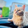 Vanille participe au concours pour gagner de l'argent avec cette photo : cat, fluffy, cream_colored, dashboard, car, golden_eyes, outdoor, sunlight, blurred_background, pet, feline, whiskers, close_up, portrait, calm, relaxed, animal, indoor_outdoor, soft_light, gazing